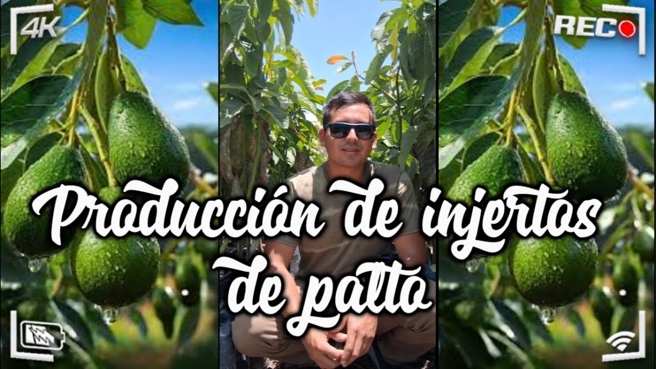 PRODUCCIÓN DE INJERTOS DE PALTO