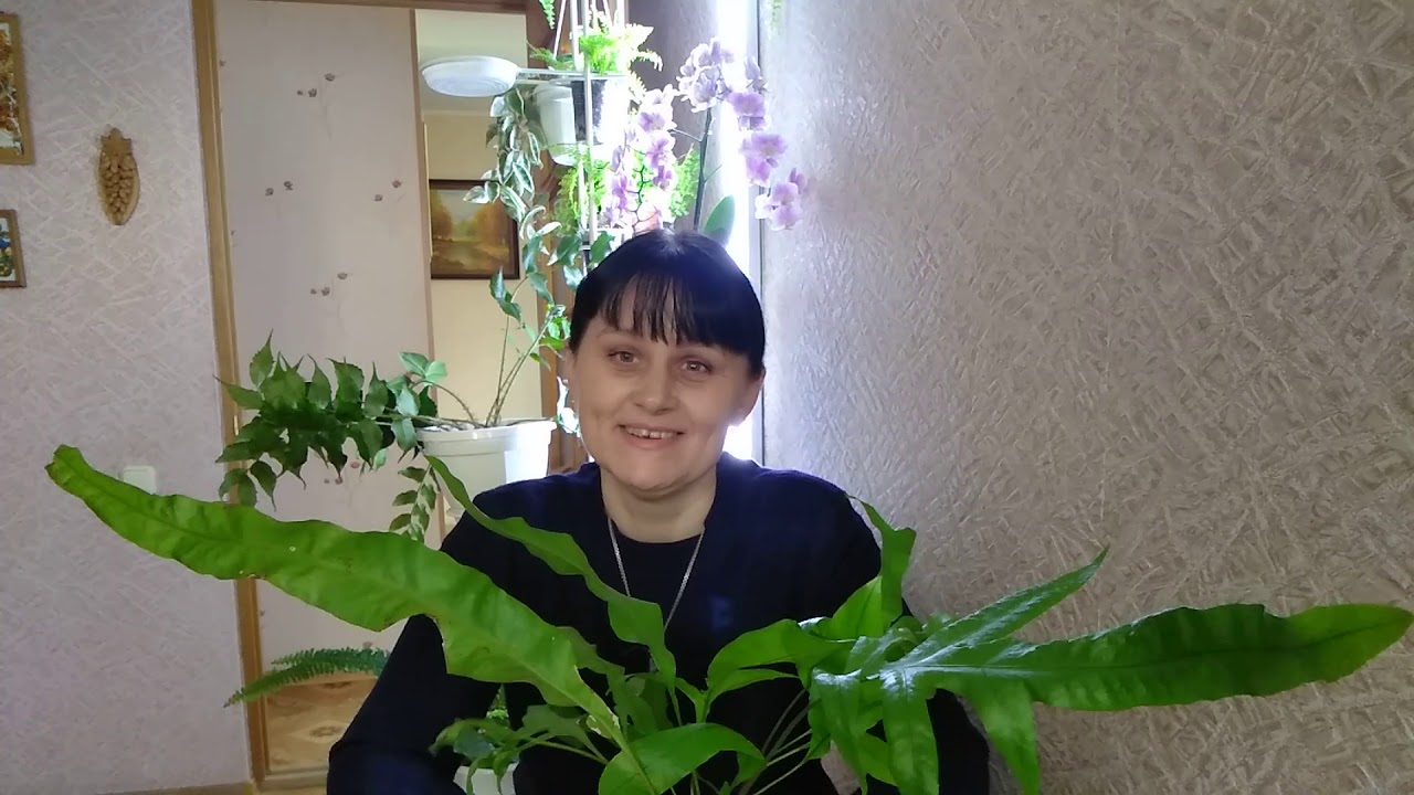 АНАПА Отвечаю на ваши вопросы  //  Почему не растут магазинные папоротники