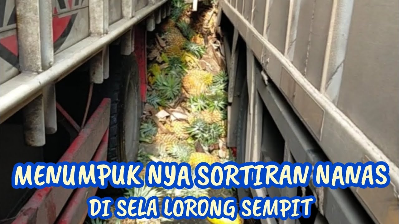 MENUMPUK NYA SORTIRAN NANAS DI SELA LORONG SEMPIT 🍍🍍🥬🥒🍆