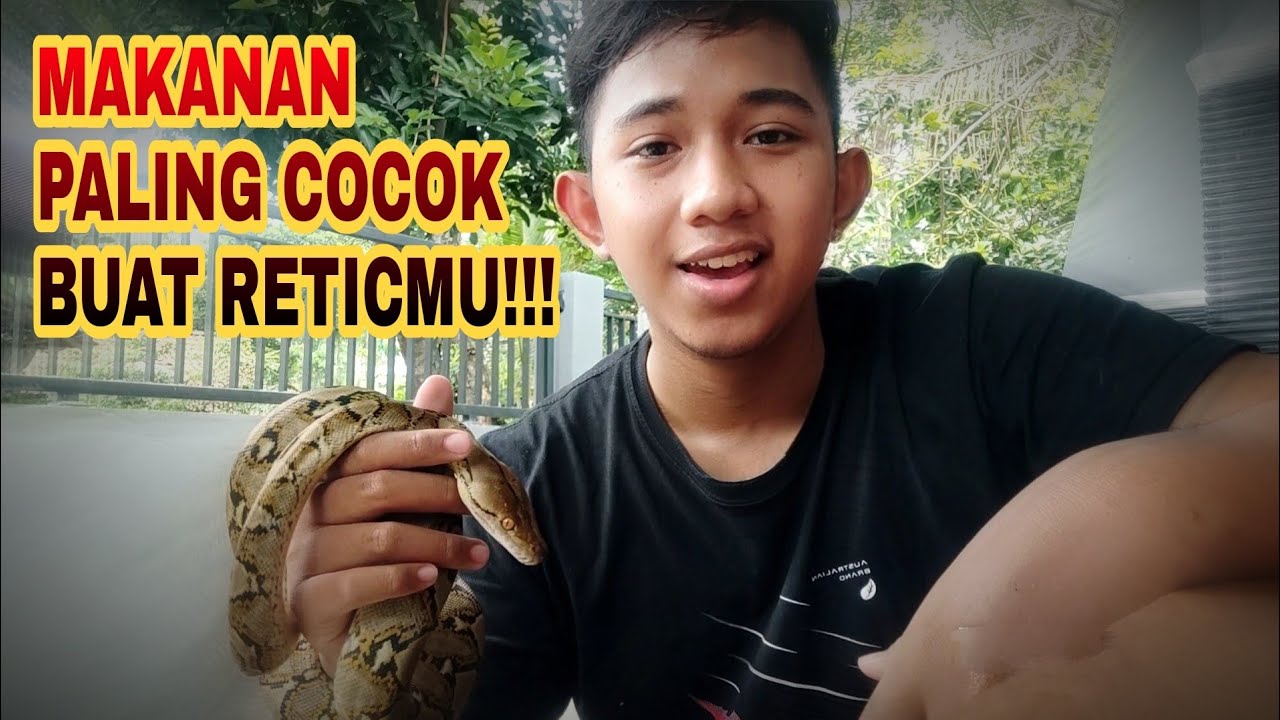 MAKANAN PALING COCOK UNTUK RETIC PELIHARAAN‼️