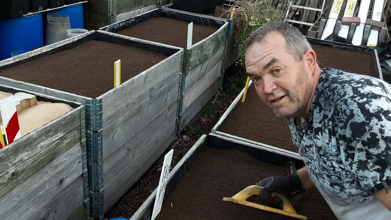 Preparing Our Allotment Raised Beds For Winter 🌻 Green Manure 🌻 Incredible Sweetcorn Raw Footage