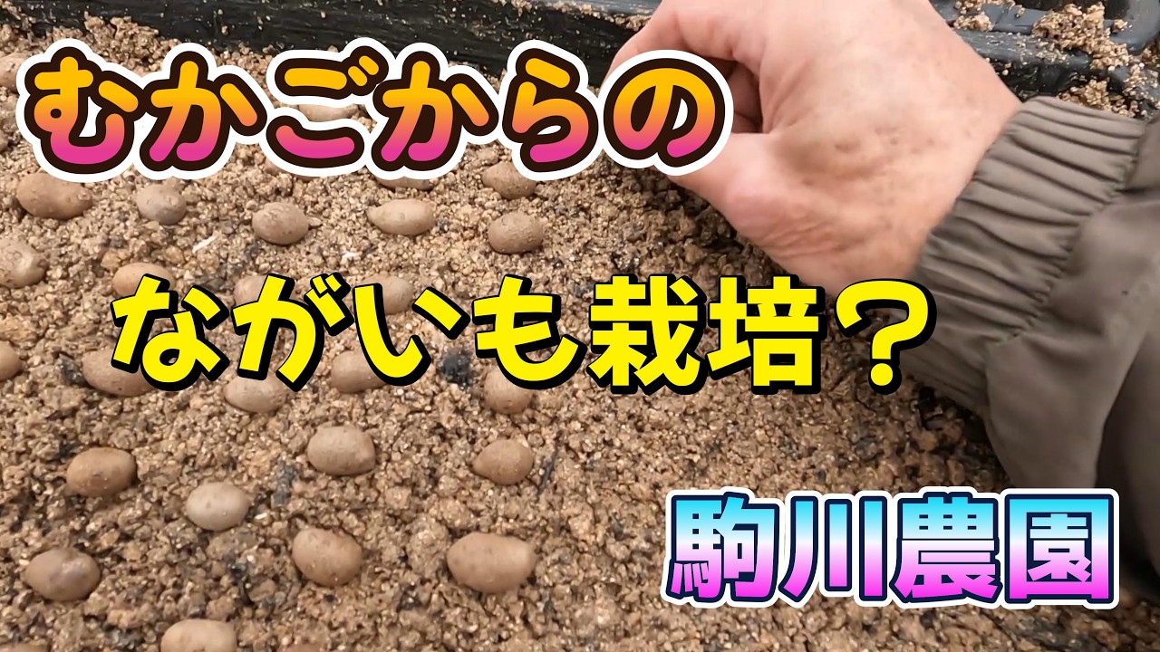 いろいろ播種　むかごから長いも栽培　駒川農園　26.3.3