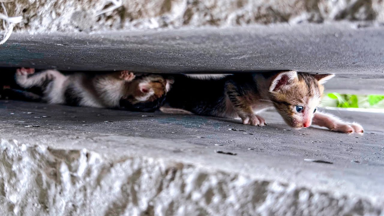 A Heartwarming Story: How We Saved Starving Kittens, Rescue & Recovery Tips | Cat Care Guide
