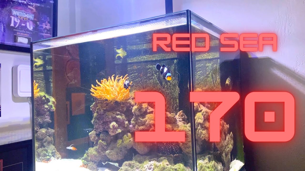 Red Sea 170- MY OFFICE TANK!