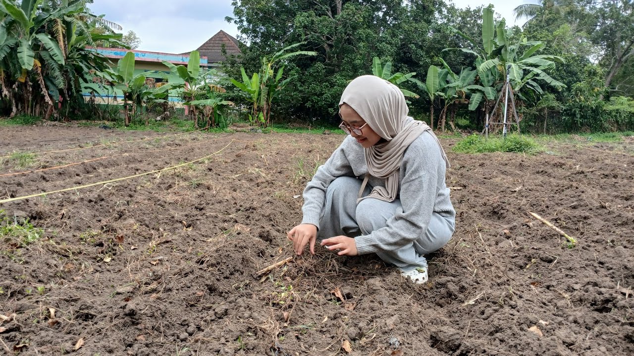 PRAKTIK LAPANGAN MINGGU KE 1 - TARISA ISLAMI PUTRI (05011382328151) - KACANG TUNGGAK