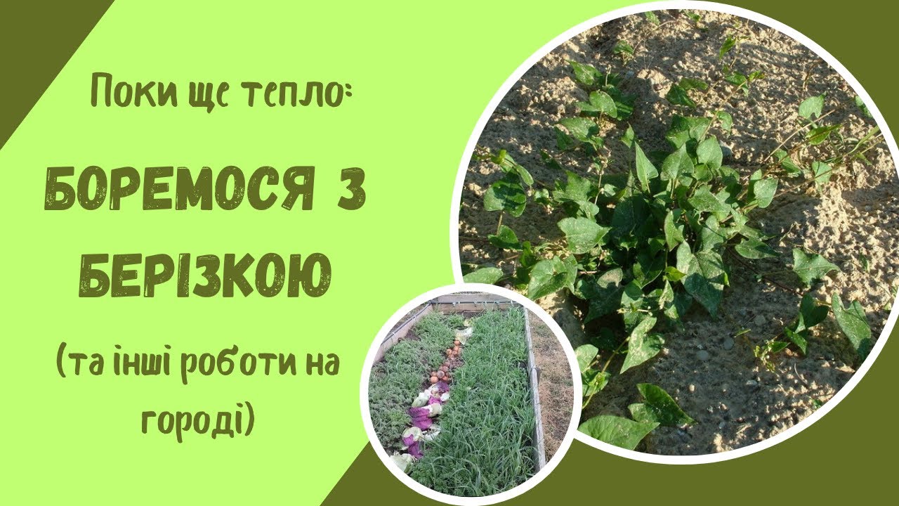 Як тримати берізку під контролем