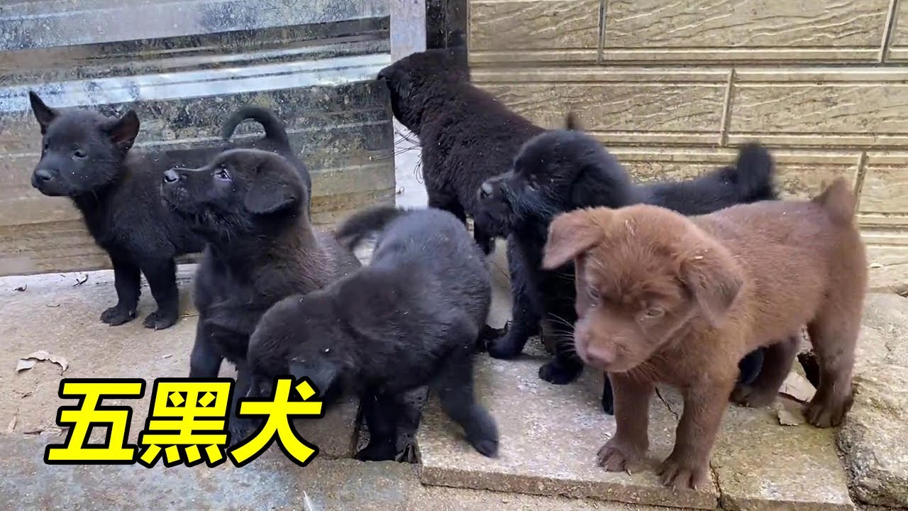 八只小狗中，竟然有三只是五黑犬，今天的运气真棒！ #田园犬#幼犬 #中华田园犬#梁风有信
