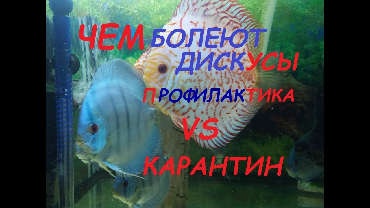 Чем болеют дискусы. ПРОФИЛАКТИКА VS КАРАНТИН.