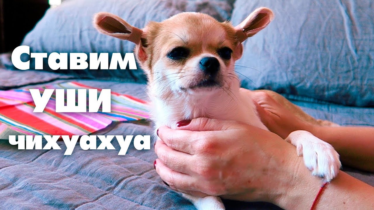 КЛЕИМ УШИ ЧИХУАХУА ЛИЗИ