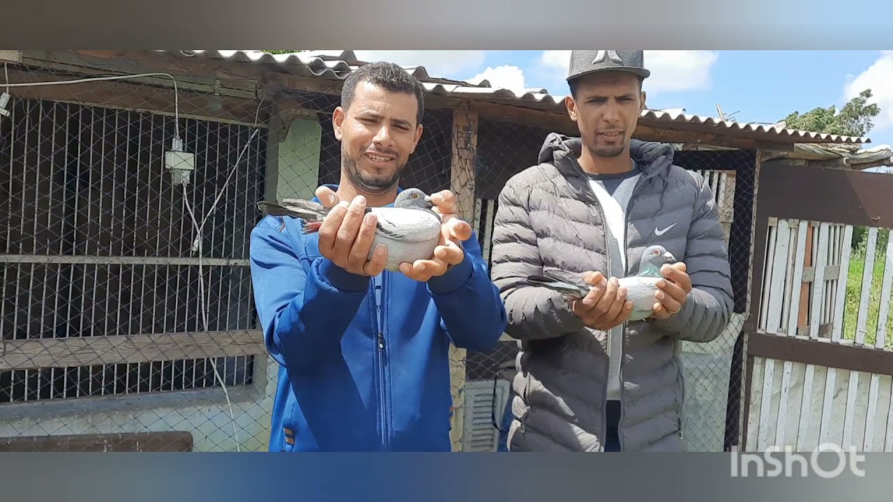 اخوان بويريك يضربون بقوة في مطلق بجدور1130km  بأربع حمامات من  6 في تاني يوم+ سوكري وسبب نجاح🏆🏆