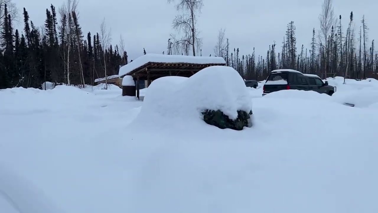 Close encounter with an angry moose