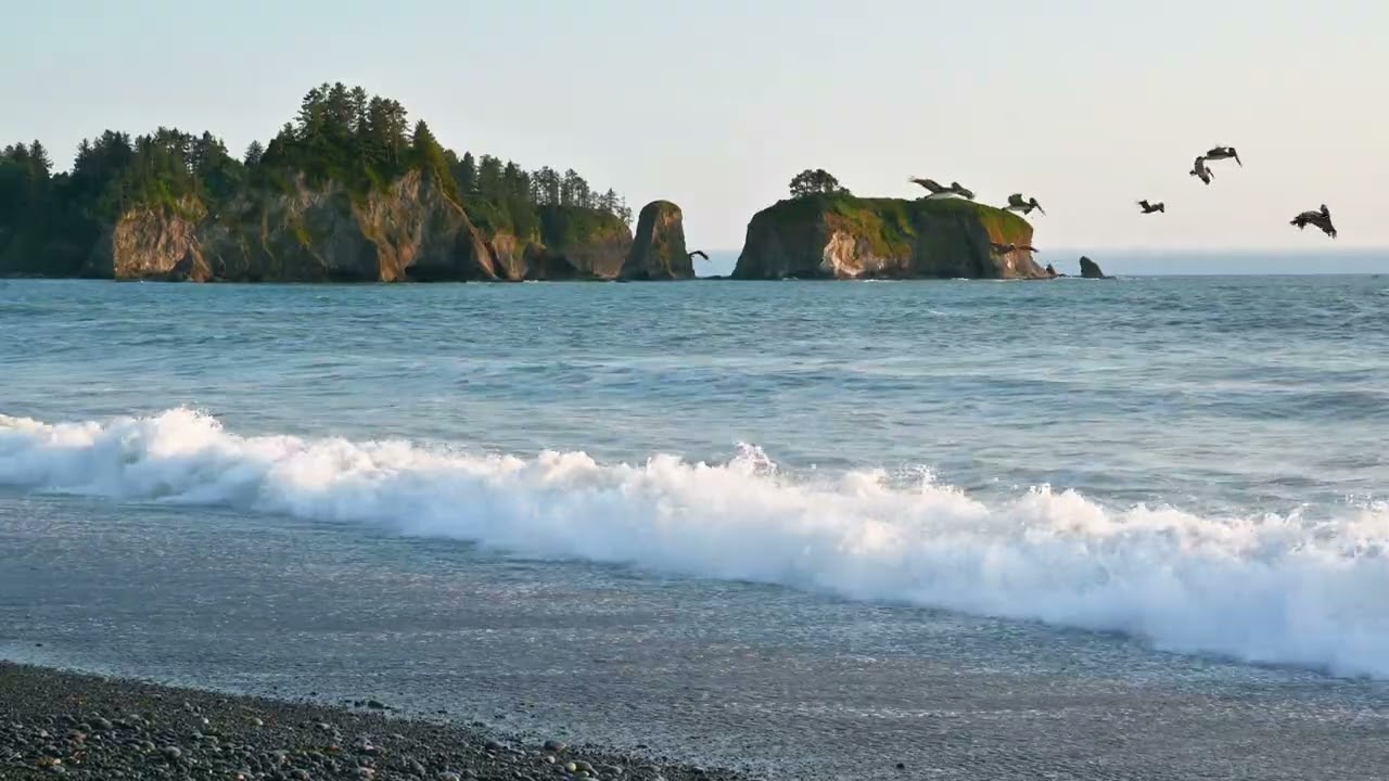 Pelicans at Rialto Beach