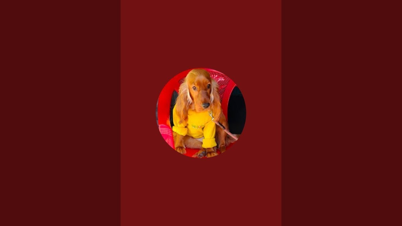 cookie s World  is live!