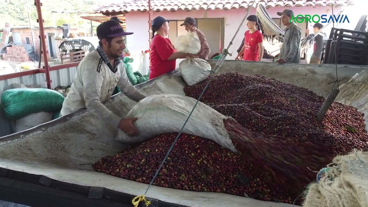 Subproductos del café para suplementación bovina en Santander
