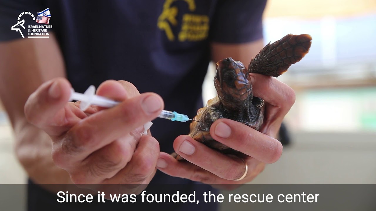 The Israeli Sea Turtle Rescue Center Needs You!