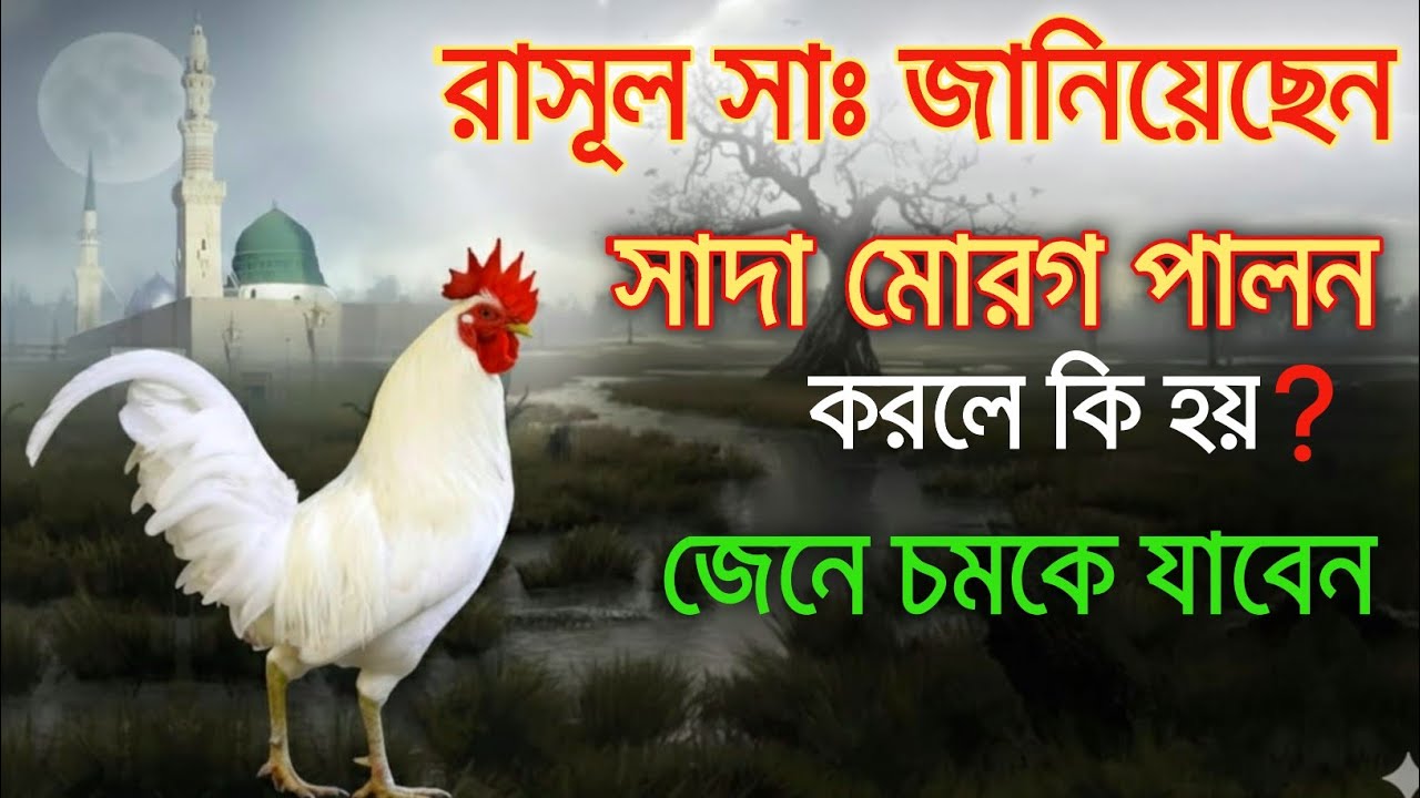 সাদা মোরগ ঘরে থাকলে কি পাওয়া যায়? মহানবীর ফরমান | জেনে চমকে যাবেন | mralimi