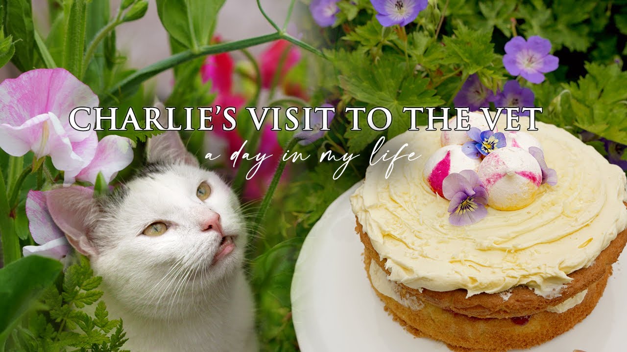 a day in my life | cosy vlog | slow living in Ireland | Charlie's visit to the vets