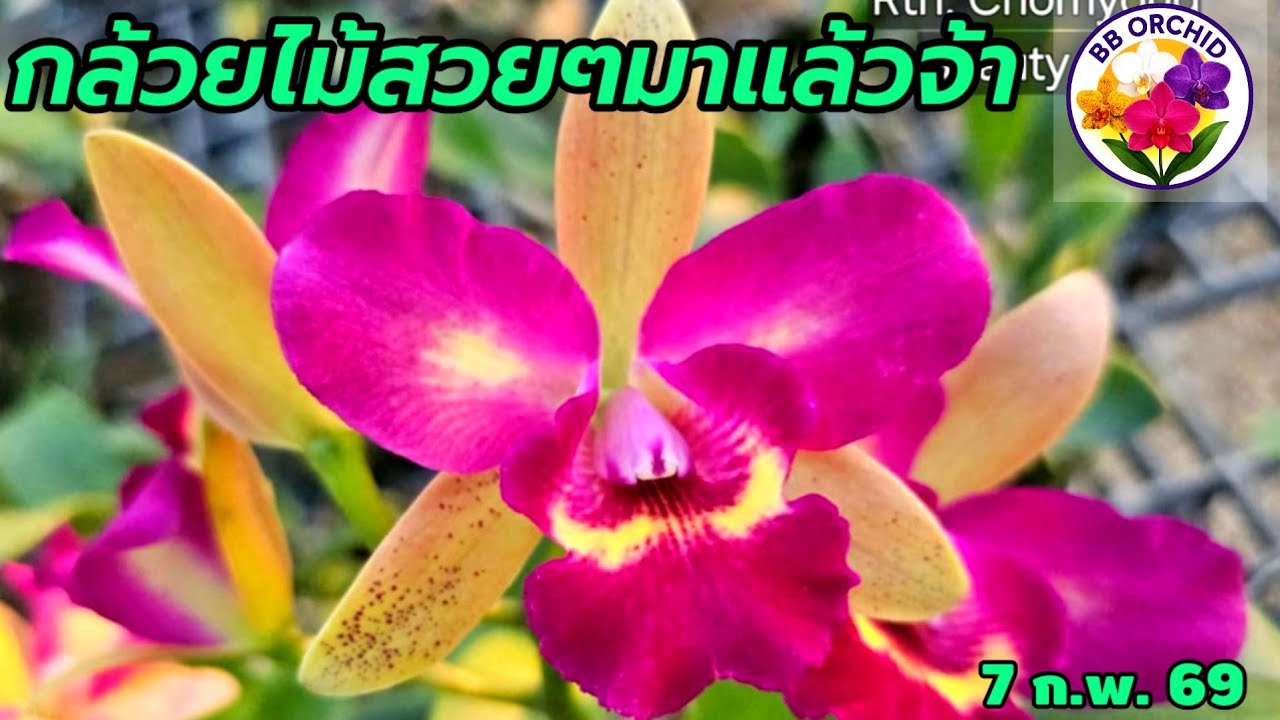 EP.74 กล้วยไม้เข้าเพิ่ม กล้วยไม้แคทลียา กล้วยไม้หายาก #กล้วยไม้ #orchid 
