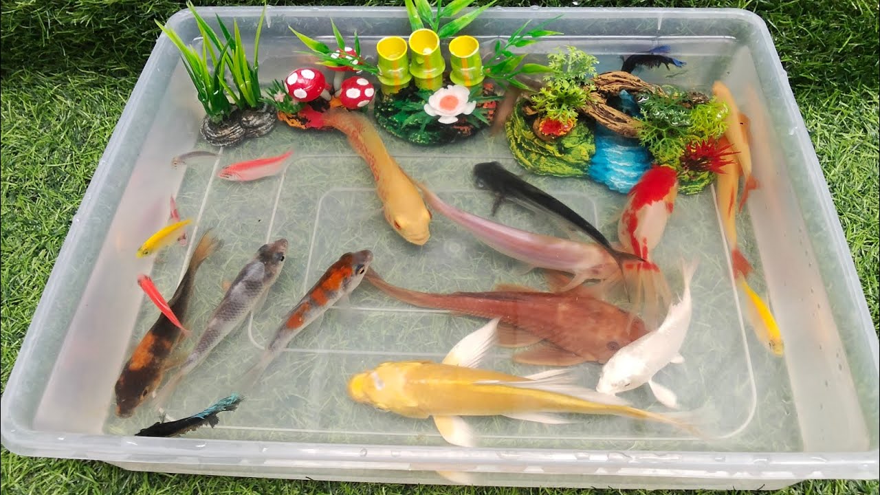 Amazing Catching Animal Fish, Yellow Fish, Koi,Blackghost, Catfish, Red Koi