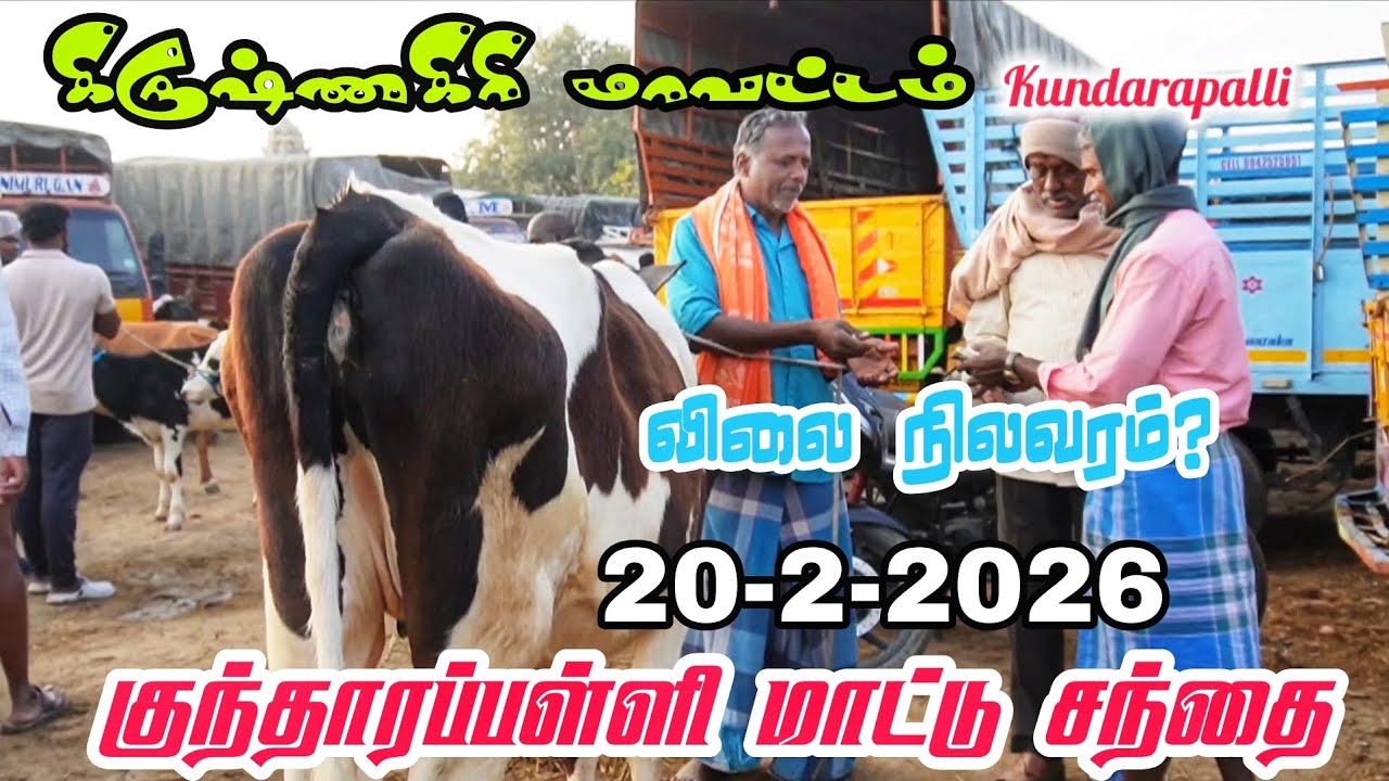 20-2-2026 கிருஷ்ணகிரி மாவட்டம் குந்தாரப்பள்ளி மாட்டு சந்தை விலை நிலவரம்? எப்படி இருக்கு 🐄