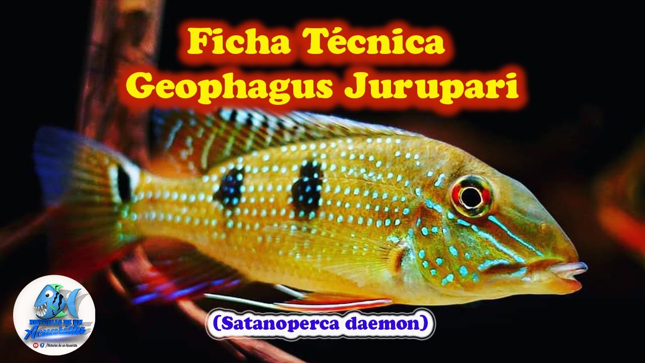 Ficha Técnica Geophagus Jurupari (Satanoperca daemon)