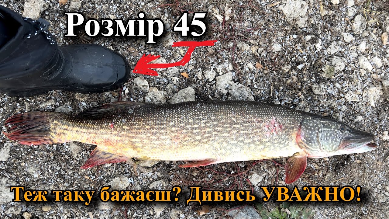 Це МАЄ ЗНАТИ кожен РИБАК, який хоче зловити ТРОФЕЙНУ ЩУКУ! Теплі ЗИМИ, пилові бурі, пісок Сахари.