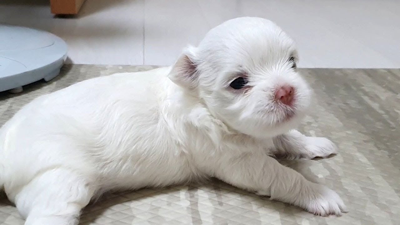 달래가 밥을 못먹어서 서럽나봐요