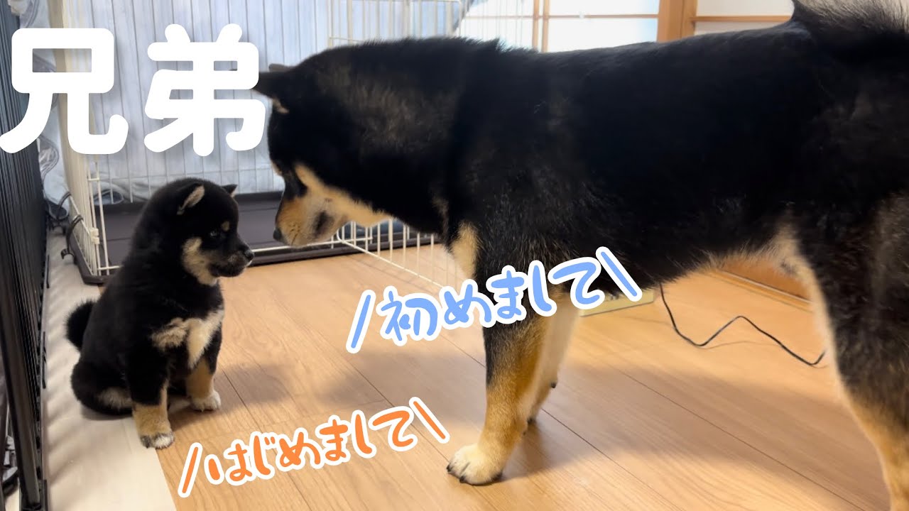 お兄ちゃんになった、まろ。