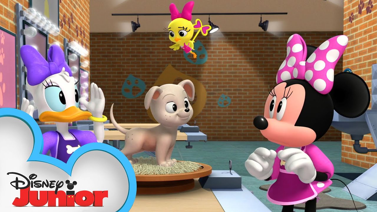 Minnie and Daisy are Pet Groomers 🐶| Mickey Mornings | Mickey Mouse Roadster Racers | @disneyjr