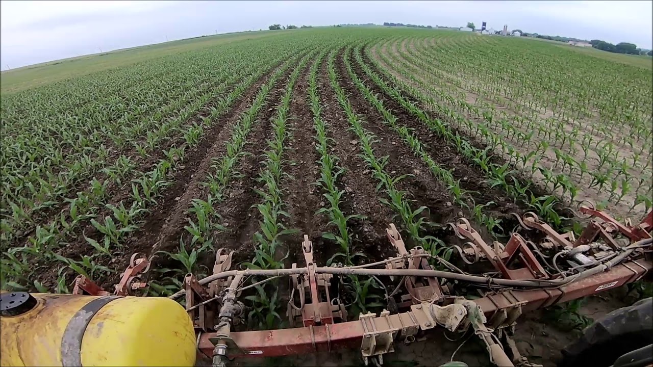 Cultivating Corn