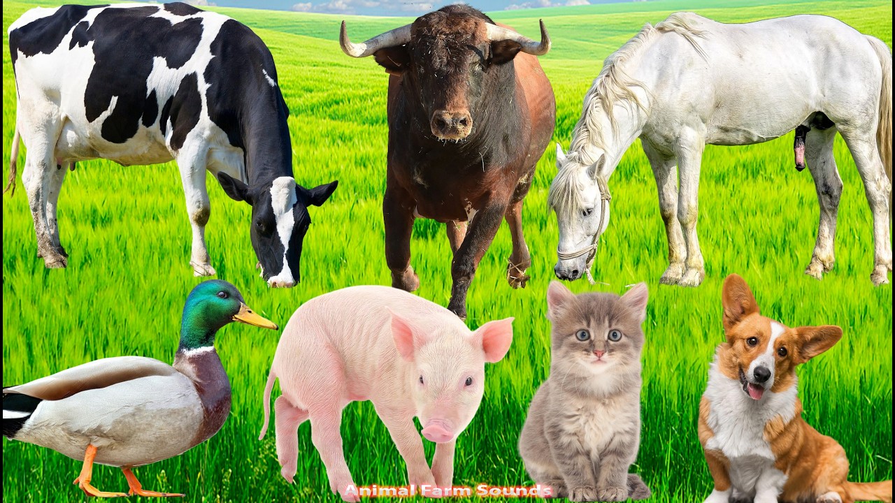 Happy Farm Animals: Pig, Dog, Duck, Horse, Cat, Chicken, Cow &ndash; Animal Videos