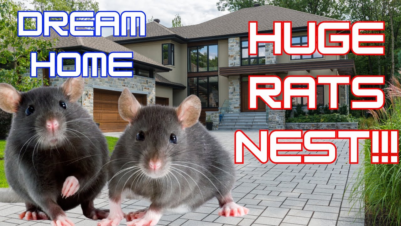 HUGE nest of RATS infests MILLION £ MANSION! When rats AREN'T coming from sewers!