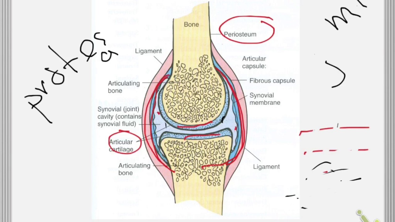 Osteoarthritis