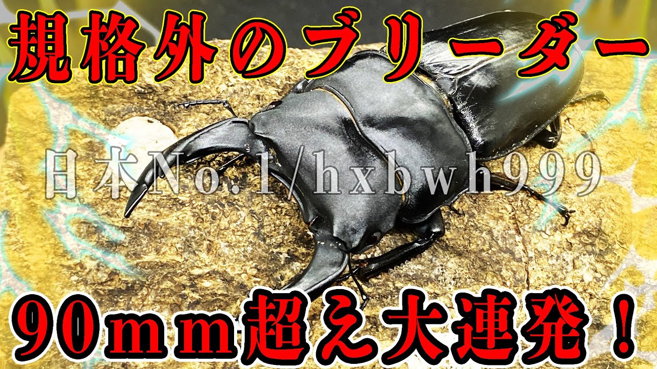 本人出演【レコード】能勢SR...日本でNo1を獲得した昆虫ブリーダーのオオクワガタが化け物すぎた...