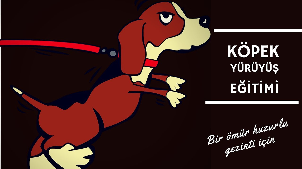 Köpek Yürüyüş Eğitimi | Köpek Eğitimi Videoları #trendvideo