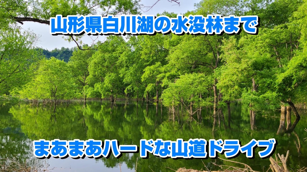 山形県白川湖の水没林を見に行ってきた