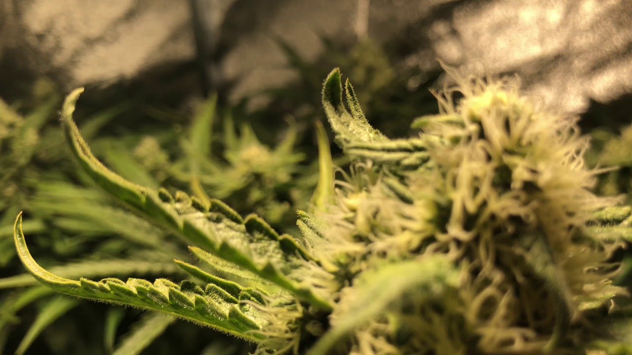 Spectrumking LED superskunk test with co2 week5 part 2