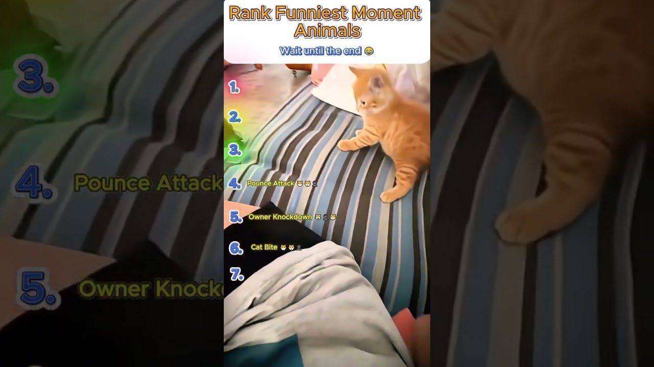 Cat Chaos Ranking 😹 