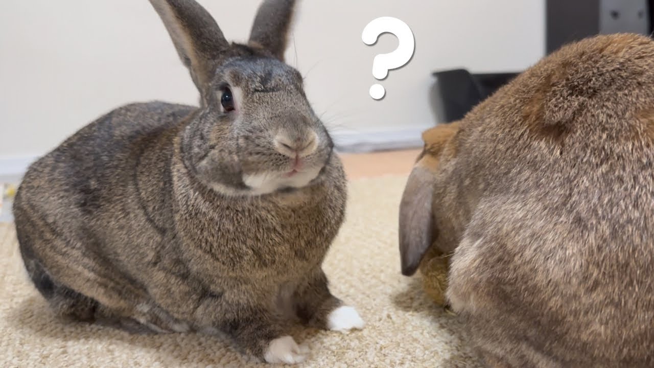 Where did the stick go? Ask the bunnies! 🐰🤔🕵️🫆