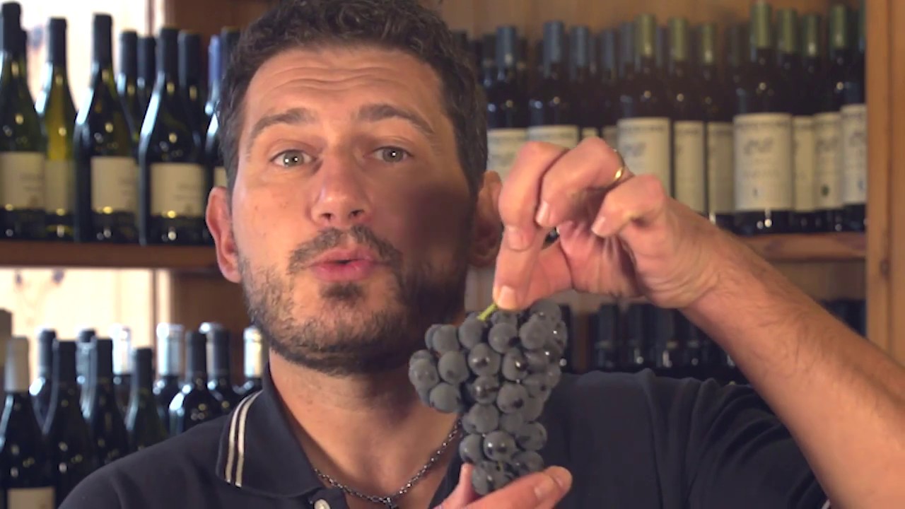 È vietata la vendita del Vino Fragolino?