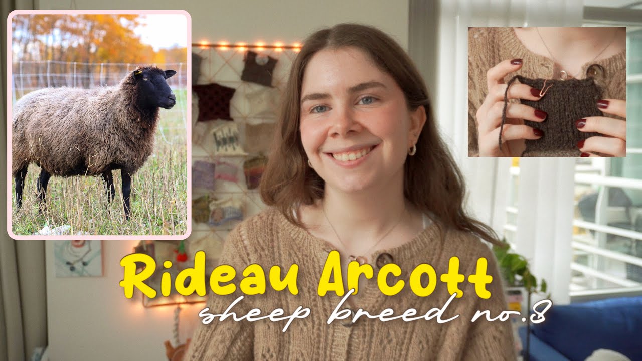 Falling in Love with Rideau Arcott Wool | Hand Spinning This Amazing Breed 🌾✨