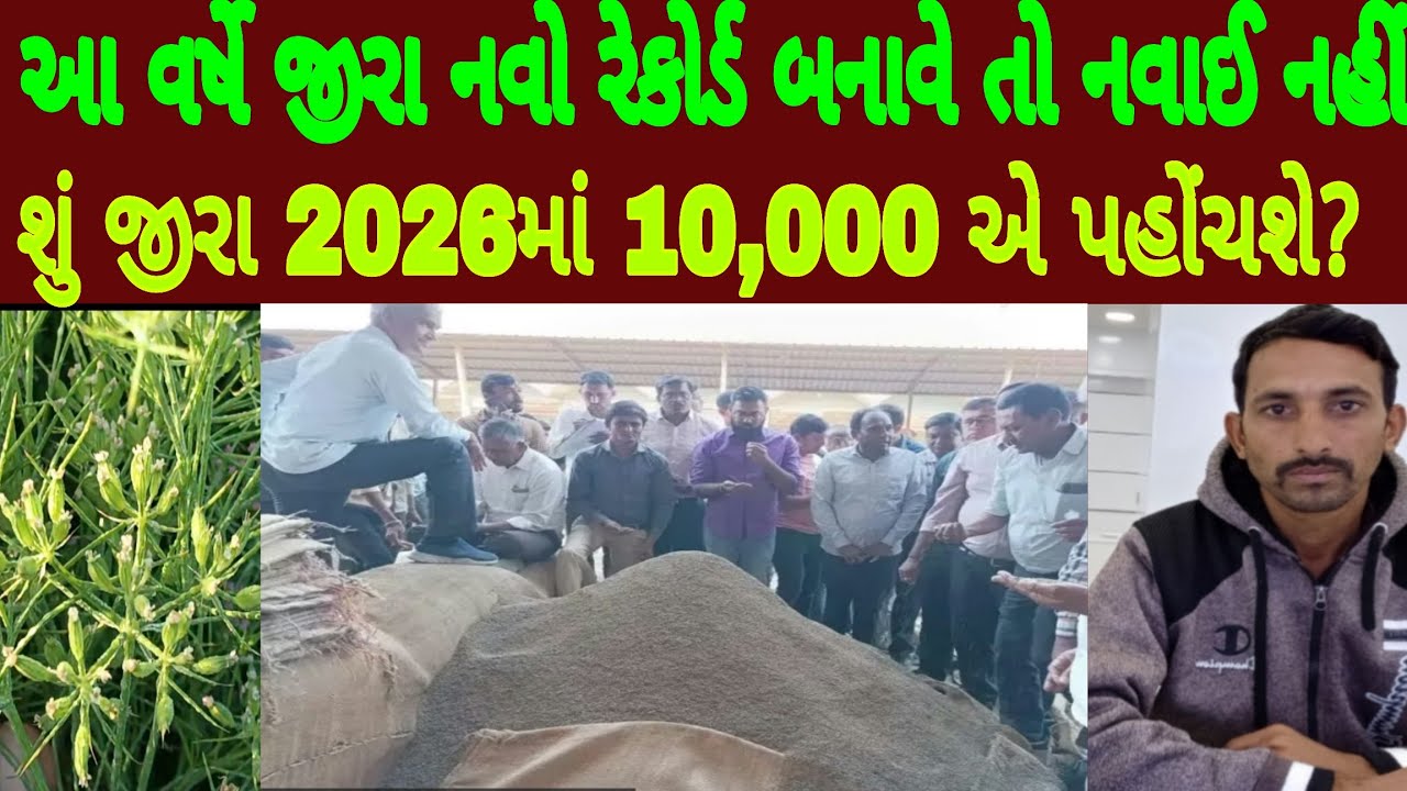 2026 માં જીરા નવો રેકોર્ડ બનાવે તો નવાઈ નહીં જીરાનો ભાવ 10,000 થશે?, જીરુ બજાર ઊંઝા માર્કેટ જીરા ભાવ