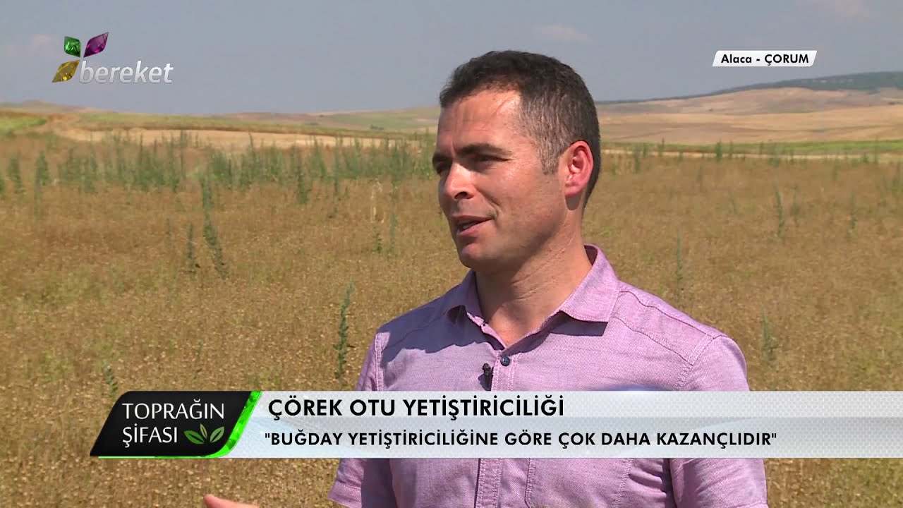 35 Dekar Alandan 5 Ton Çörek Otu Hasat Edildi