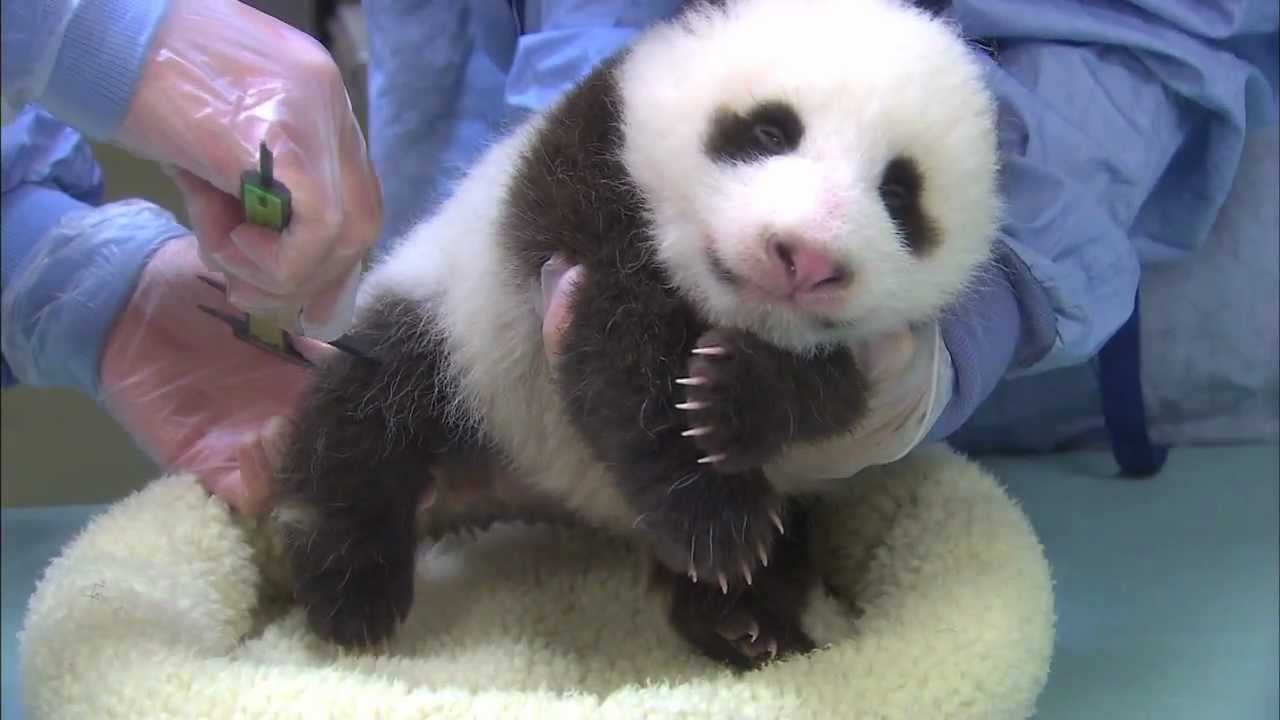 San Diego Zoo Panda Cub - Chin Scritches and Baby Yawns