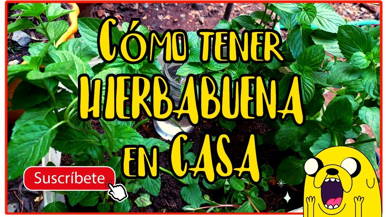 NUNCA pierdas una PLANTA de HIERBABUENA💚Cuidados de la HIERBABUENA en MACETA o HUERTA😁