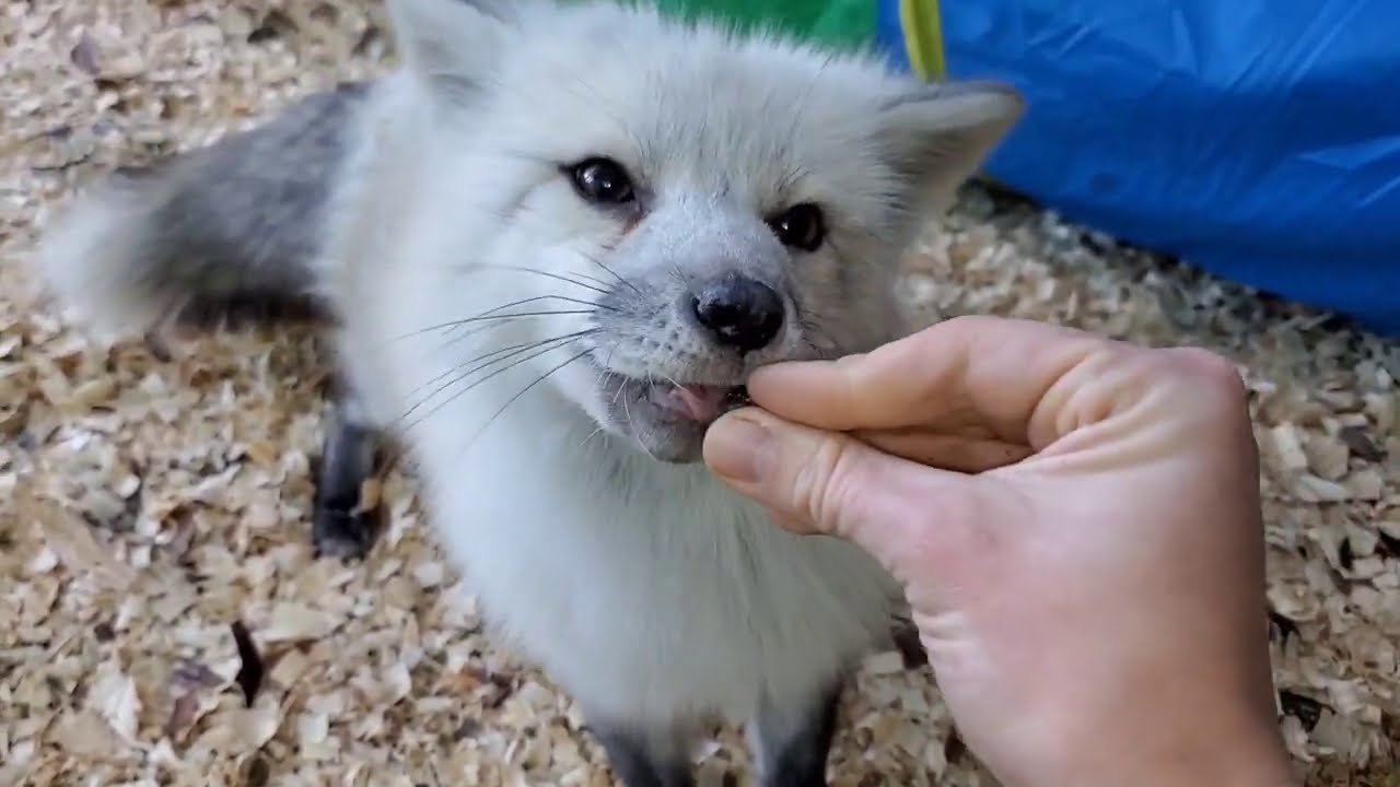 Visiting foxes adopted to Critter Creek Wildlife Rescue Inc in Florida!
