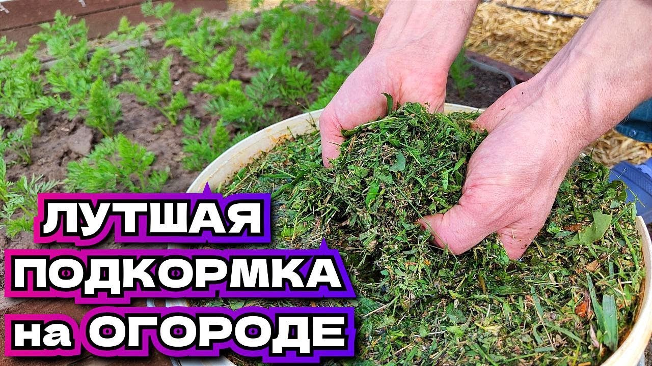 Самая лучшая подкормка доступная всем !