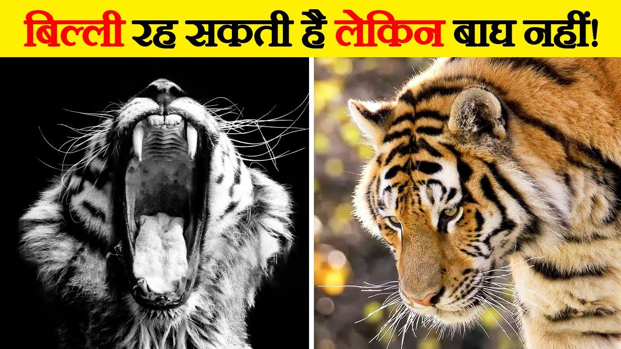 क्या बाघ Africa में Survive कर सकते हैं? | Can Tiger Survive in Africa? | Survival of Tigers