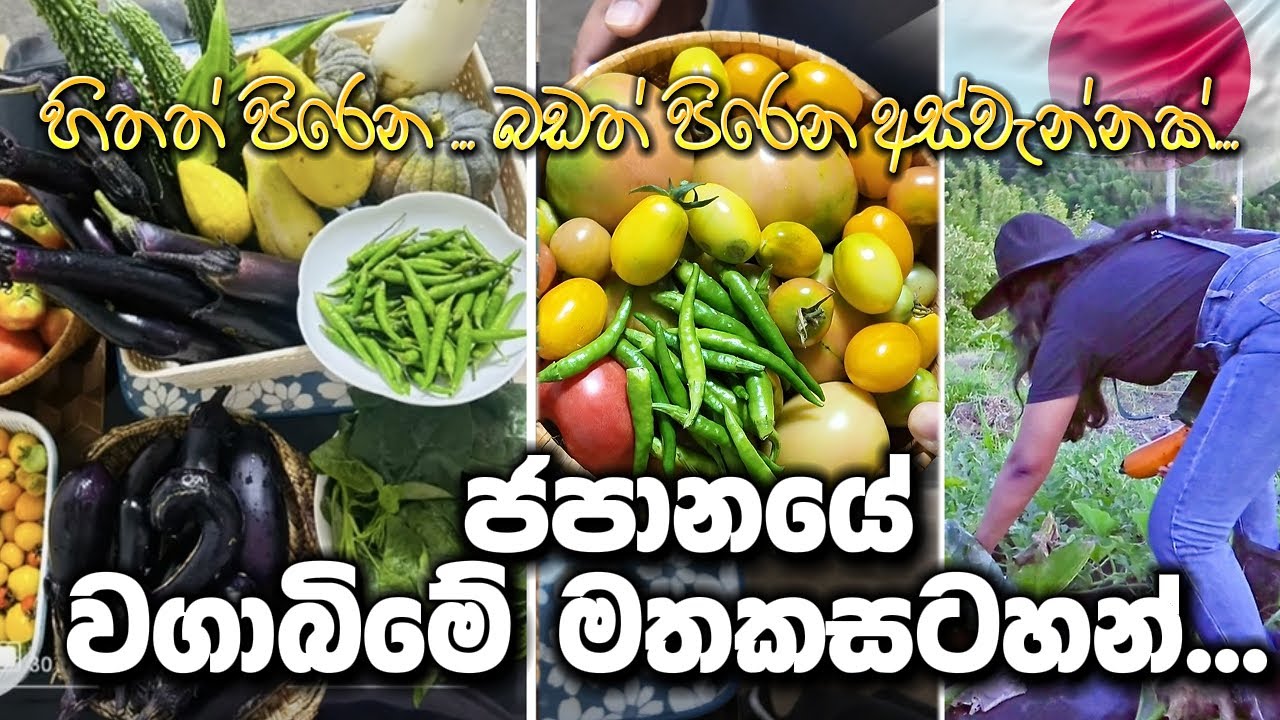 ජපානයේ අපේ වගාබිමේ ගෙවුණු අපූරු දවස්🇯🇵🥒👩‍🌾 |Life in Japan#srilankaninjapan #farminginjapan#famvlog 