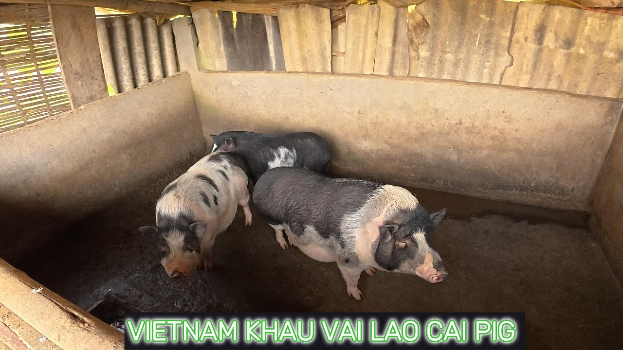 A GREAT WAY TO CATCH NATIVE WILD BOARS